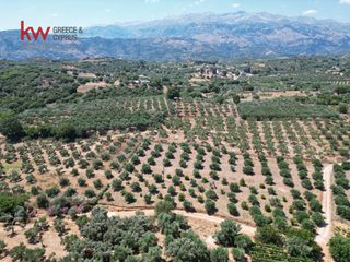 Αγροτεμάχια 2.855,20 τ.μ. για πώληση