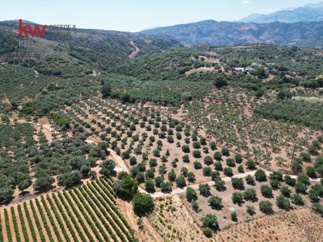 Αγροτεμάχια 2.855,35 τ.μ. προς πώληση