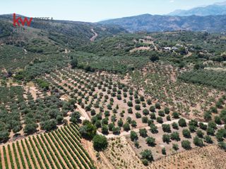 Αγροτεμάχια 2.855,35 τ.μ. για πώληση