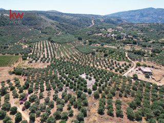 Αγροτεμάχια 3.288,68 τ.μ. για πώληση