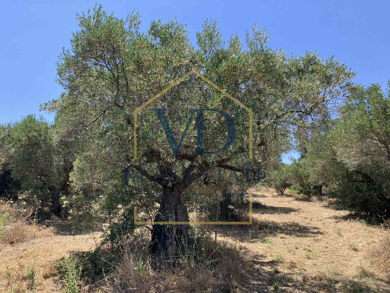Αγροτεμάχια 3.600 τ.μ. πρός πώληση, Χαλκιδική, Μουδανιά