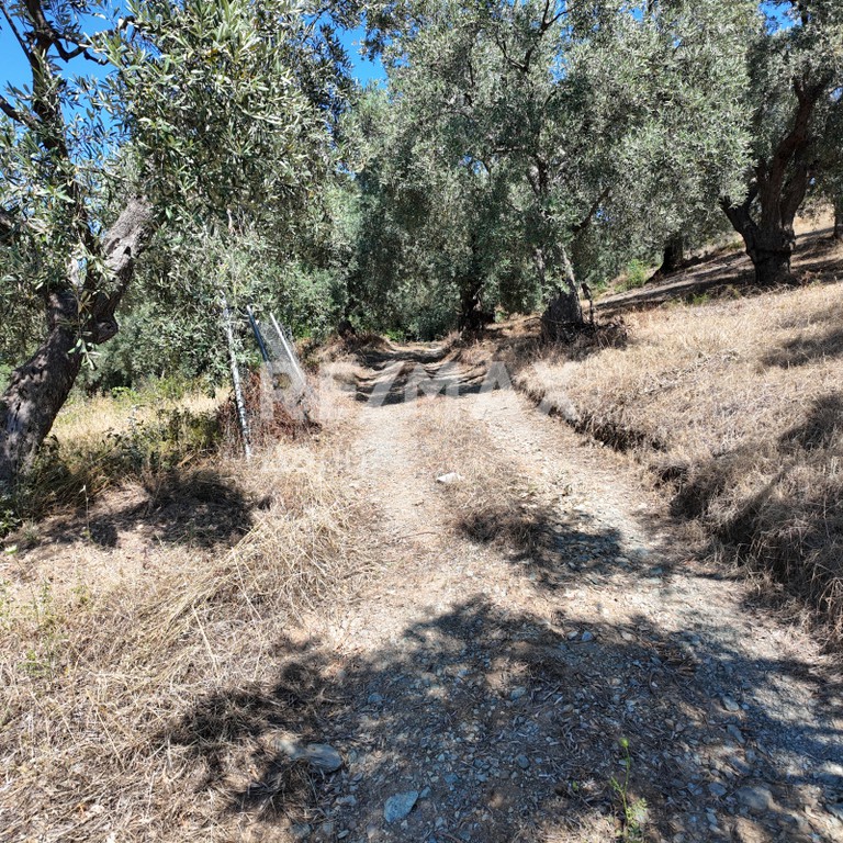 Αγροτεμάχια 2.497 τ.μ. πρός πώληση, Μαγνησία, Αργαλαστή