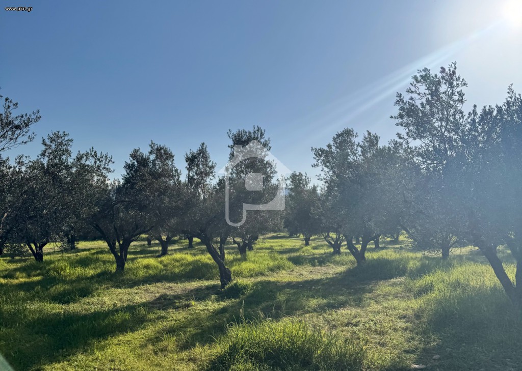 Αγροτεμάχια 4.020 τ.μ. προς πώληση, Κυράς Βρύση Λουτρακίου-Περαχώρας