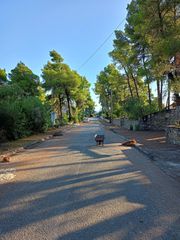 Βίλλα 200 τ.μ. προς πώληση, Καρύδι Σιθωνίας-thumb-62
