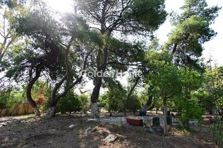 Οικόπεδο 6.000 τ.μ. για πώληση, Βοιωτία, Σχηματάρι-thumb-11