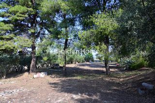 Οικόπεδο 6.000 τ.μ. για πώληση, Βοιωτία, Σχηματάρι-thumb-10