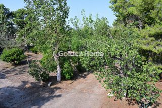 Οικόπεδο 6.000 τ.μ. για πώληση, Βοιωτία, Σχηματάρι-thumb-12
