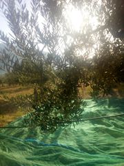 Αγροτεμάχια 22.000 τ.μ. για πώληση