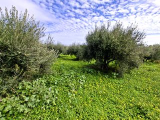 Οικόπεδο 762 τ.μ. προς πώληση, Κέντρο Ιεράπετρας-thumb-3