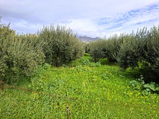 Οικόπεδο 762 τ.μ. προς πώληση, Κέντρο Ιεράπετρας-thumb-6
