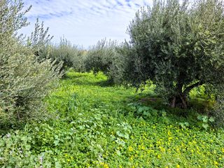 Οικόπεδο 762 τ.μ. προς πώληση, Κέντρο Ιεράπετρας-thumb-9