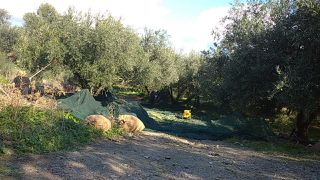 Αγροτεμάχια 5.224 τ.μ. για πώληση