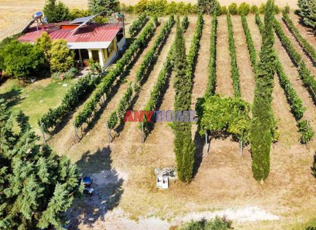 Αγροτεμάχια 3.750 τ.μ. προς πώληση