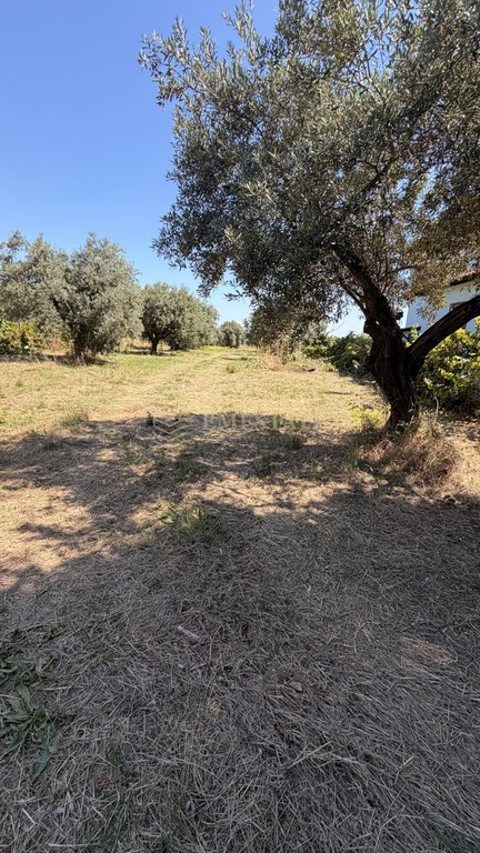 Αγροτεμάχια 1.700 τ.μ. πρός πώληση, Χαλκιδική, Σιθωνία