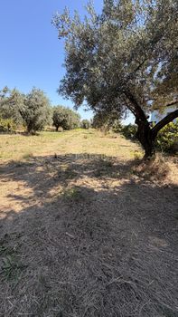 Αγροτεμάχια 1.700 τ.μ. προς πώληση