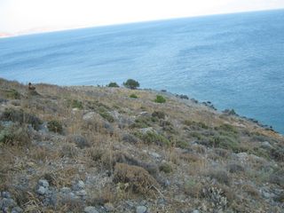 Αγροτεμάχια 54.000 τ.μ. για πώληση