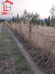 Αγροτεμάχια 2.515 τ.μ. για πώληση