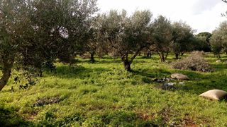 Οικόπεδο 7.000 τ.μ. για πώληση, Μεσσηνία, Φιλιατρά-thumb-1