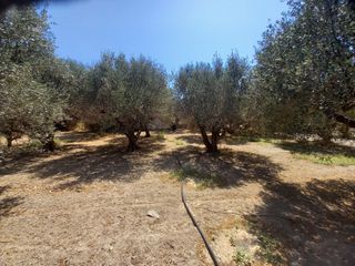 Οικόπεδο 381 τ.μ. για πώληση, Ν. Λασιθίου, Ιεράπετρα-thumb-4