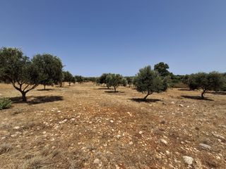 Αγροτεμάχια 5.940 τ.μ. για πώληση