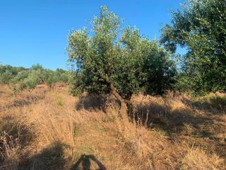 Αγροτεμάχια 18 τ.μ. για πώληση
