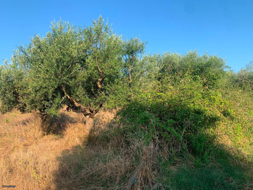 Αγροτεμάχια 18 τ.μ. πρός πώληση, Μεσσηνία, Μεσσήνη