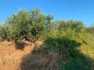 Αγροτεμάχια 18 τ.μ. για πώληση, Μεσσηνία, Μεσσήνη-thumb-2