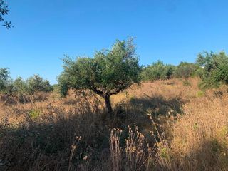 Αγροτεμάχια 18 τ.μ. για πώληση, Μεσσηνία, Μεσσήνη-thumb-5