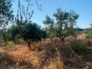 Αγροτεμάχια 18 τ.μ. για πώληση, Μεσσηνία, Μεσσήνη-thumb-6