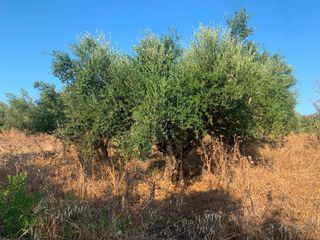Αγροτεμάχια 18 τ.μ. για πώληση, Μεσσηνία, Μεσσήνη-thumb-7