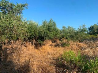 Αγροτεμάχια 18 τ.μ. για πώληση, Μεσσηνία, Μεσσήνη-thumb-8