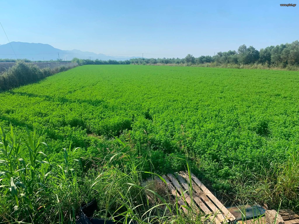 Αγροτεμάχια 10.250 τ.μ. για πώληση, Μεσσηνία, Μεσσήνη