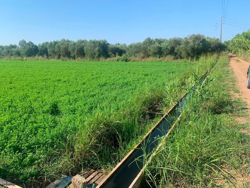 Αγροτεμάχια 10.250 τ.μ. πρός πώληση, Μεσσηνία, Μεσσήνη