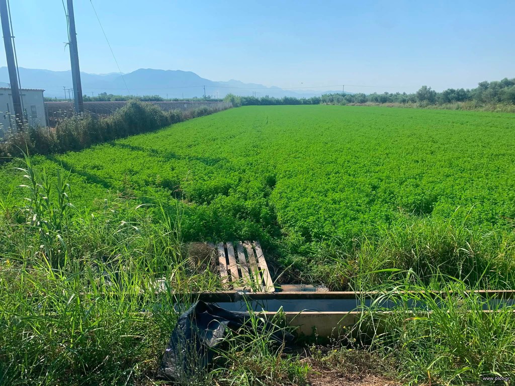 Αγροτεμάχια 10.250 τ.μ. πρός πώληση, Μεσσηνία, Μεσσήνη