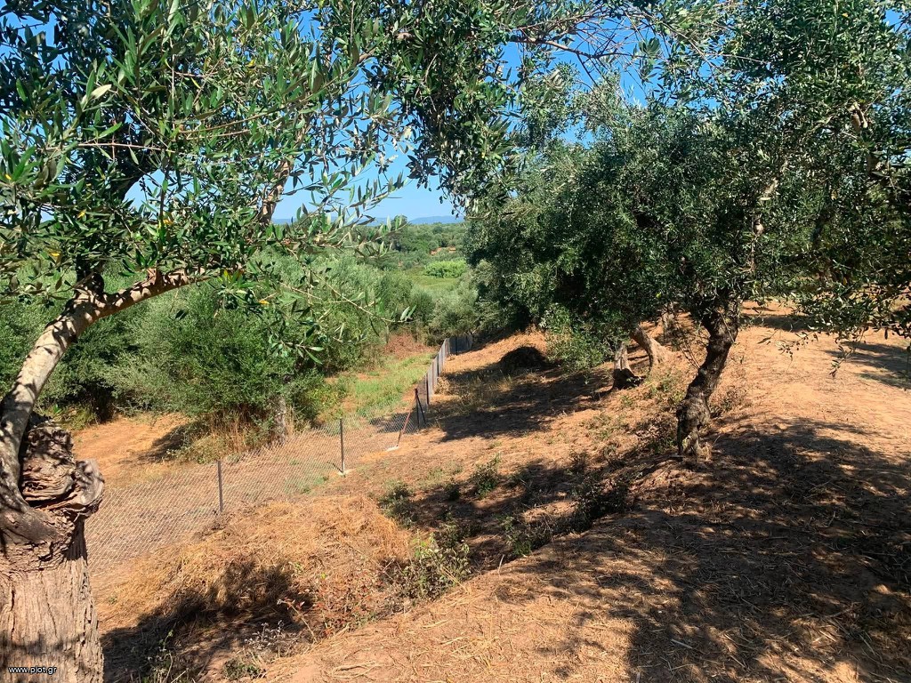 Αγροτεμάχια 4.300 τ.μ. για πώληση, Μεσσηνία, Μεσσήνη