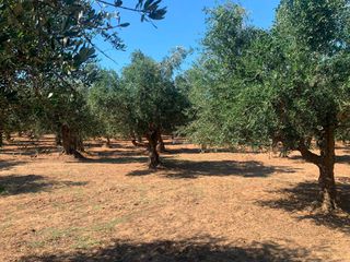 Αγροτεμάχια 4.300 τ.μ. για πώληση, Μεσσηνία, Μεσσήνη-thumb-1
