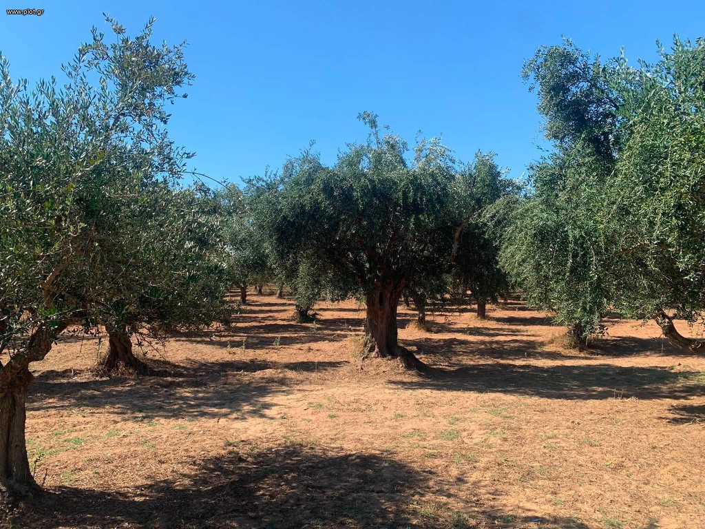 Αγροτεμάχια 4.300 τ.μ. πρός πώληση, Μεσσηνία, Μεσσήνη