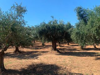 Αγροτεμάχια 4.300 τ.μ. για πώληση, Μεσσηνία, Μεσσήνη-thumb-2