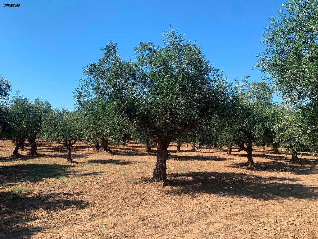 Αγροτεμάχια 4.300 τ.μ. πρός πώληση, Μεσσηνία, Μεσσήνη