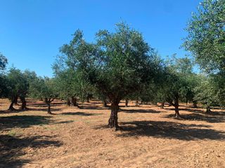 Αγροτεμάχια 4.300 τ.μ. για πώληση, Μεσσηνία, Μεσσήνη-thumb-3