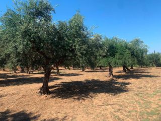 Αγροτεμάχια 4.300 τ.μ. για πώληση, Μεσσηνία, Μεσσήνη-thumb-5