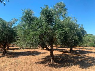 Αγροτεμάχια 4.300 τ.μ. για πώληση, Μεσσηνία, Μεσσήνη-thumb-8
