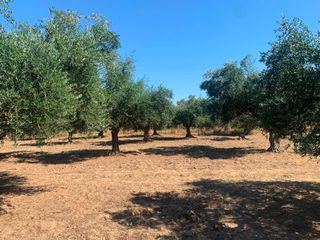 Αγροτεμάχια 4.300 τ.μ. για πώληση, Μεσσηνία, Μεσσήνη-thumb-9