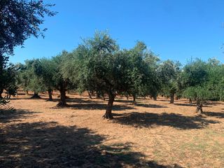 Αγροτεμάχια 4.300 τ.μ. για πώληση, Μεσσηνία, Μεσσήνη-thumb-10