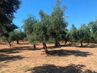 Αγροτεμάχια 4.300 τ.μ. για πώληση, Μεσσηνία, Μεσσήνη-thumb-12