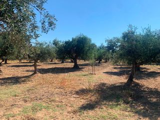 Αγροτεμάχια 4.300 τ.μ. για πώληση, Μεσσηνία, Μεσσήνη-thumb-15
