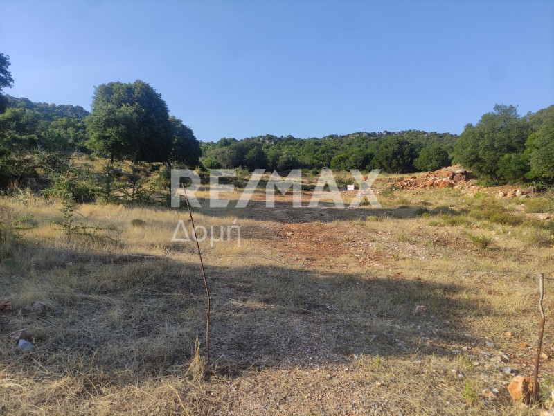 Αγροτεμάχια 6.276 τ.μ. πρός πώληση, Μαγνησία, Σηπιάδα