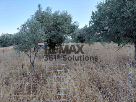 Αγροτεμάχια 3.000 τ.μ. πρός πώληση