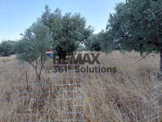 Αγροτεμάχια 3.000 τ.μ. για πώληση