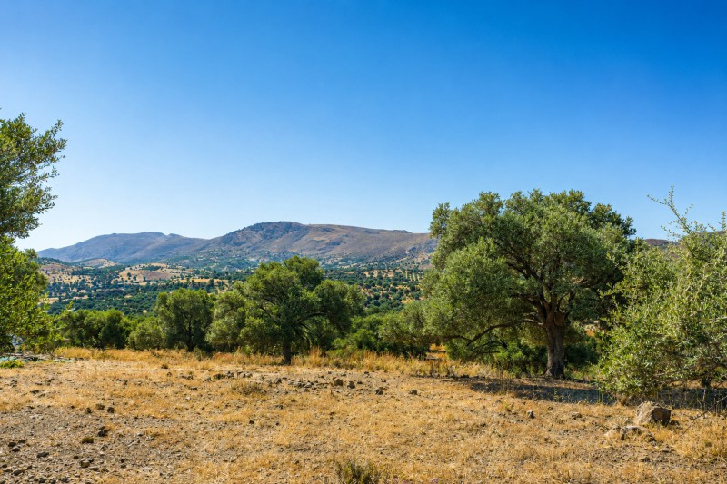 Αγροτεμάχια 5.002 τ.μ. προς πώληση, Σίβας